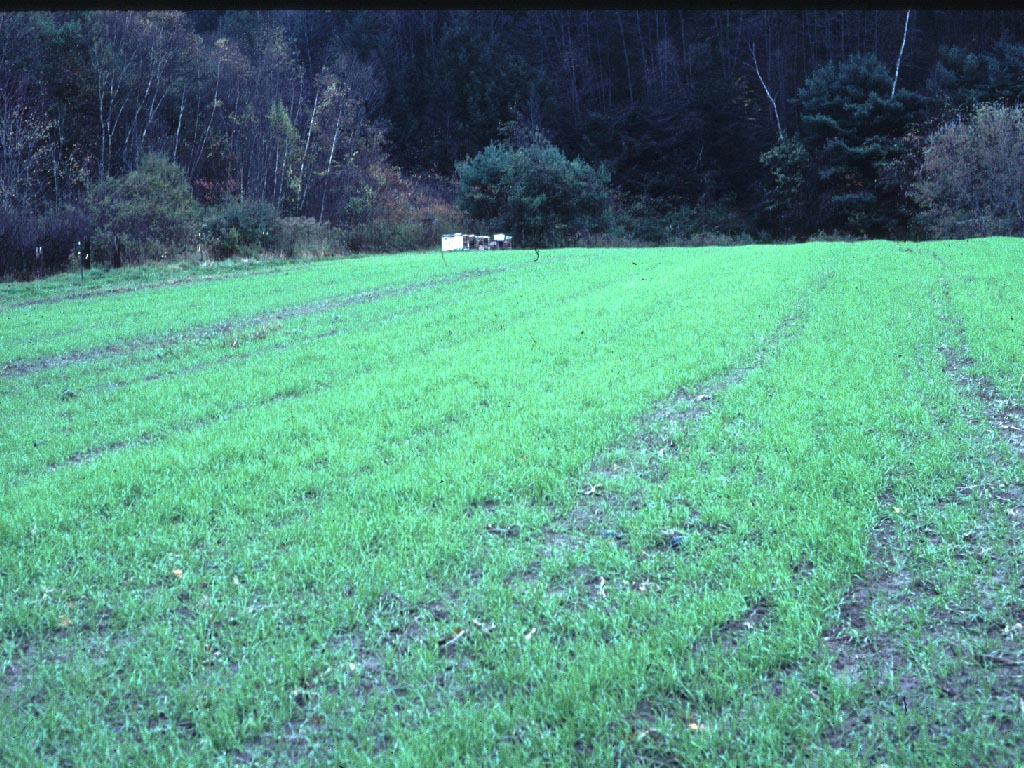 How do you sow winter rye crop seed?